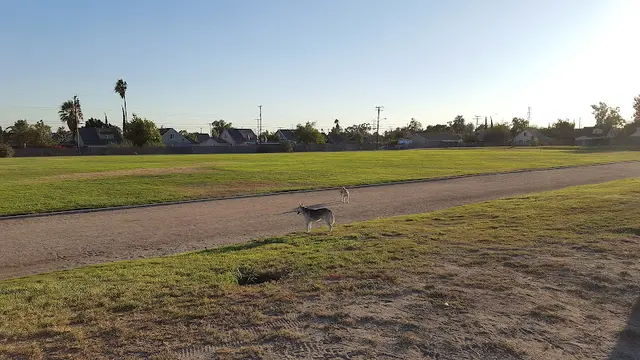 Dog Park Delmann Heights Park San Bernardino