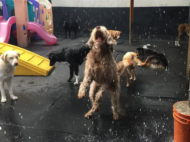 Dog day care center No Bonz About It Portland