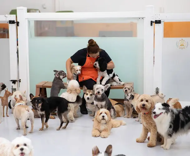 Dog breeder Paw Sweet Paw | Pet Resorts Costa Mesa