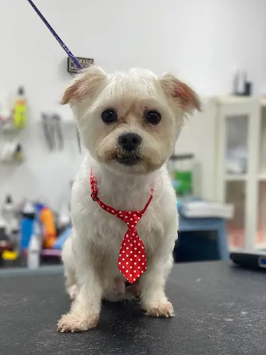 Dog Grooming K9-Krazy Grooming Mission Viejo