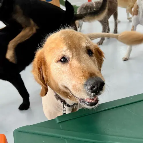 Pet boarding service Paw Sweet Paw | Pet Resorts Anaheim