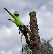 Rescue & Shelter Diligent Hands Tree Service Redding