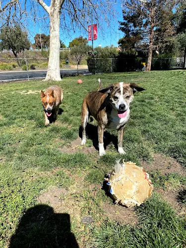Dog Park Larry J Marsalli Dog Park Santa Clara