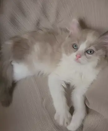 Pet boarding service Ragnarok Cattery Jurupa Valley