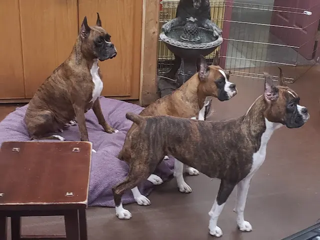 Rescue & Shelter Natural Pet NW Vancouver
