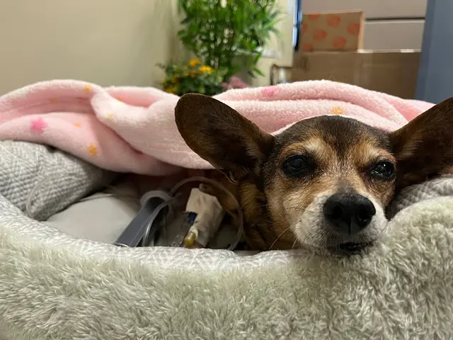 Pet boarding service MedVet Silicon Valley San Jose