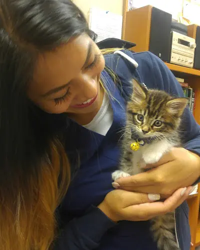 Pet vet Cat Care Clinic Kirkland