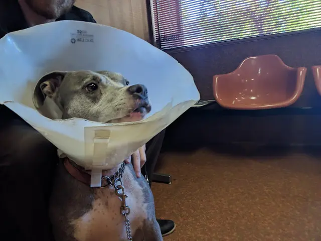 Pet vet Animal Medical Clinic Fresno