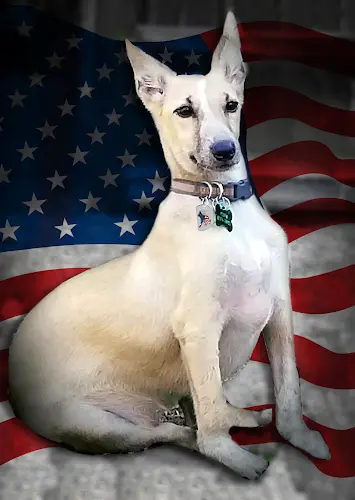 Rescue & Shelter Bambis Army - Rescue of K9's Fresno