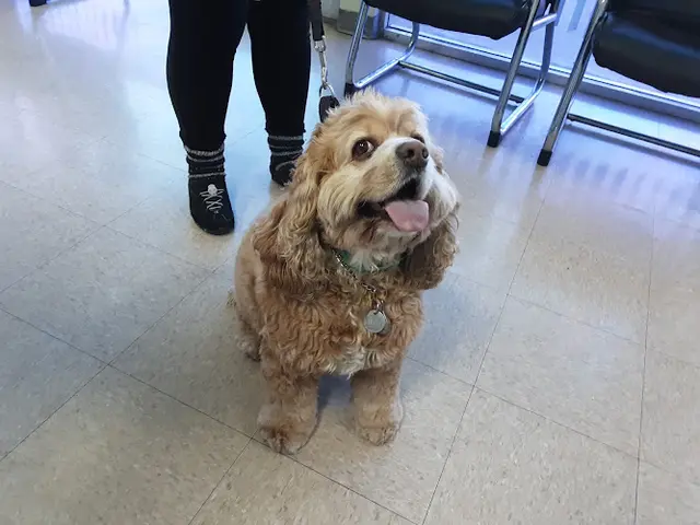 Pet vet AnimAid Pet Hospital Westminster
