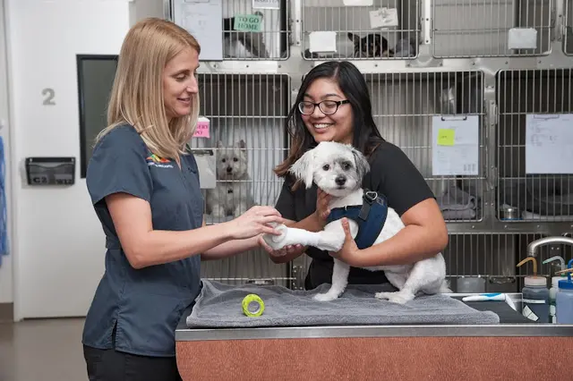 Pet vet VCA Desert Dunes Animal Hospital Indio