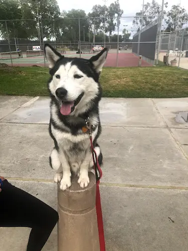Dog trainer EPIC DOG PROS Santa Ana