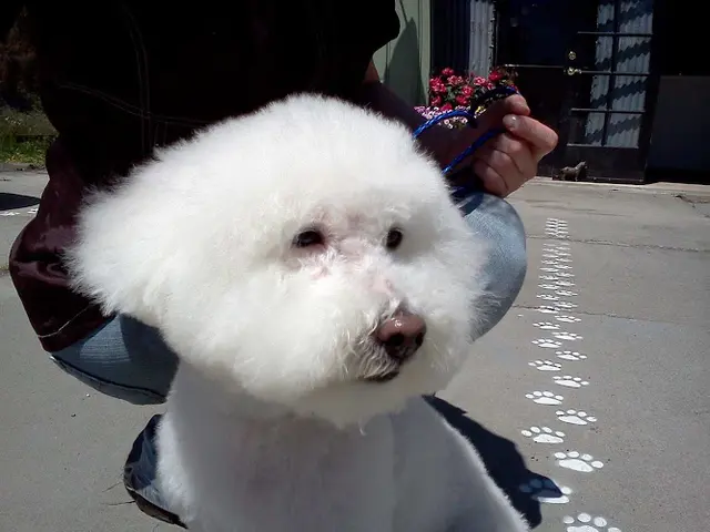 Dog Grooming Penngrove Pets Grooming Vallejo