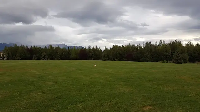 Dog Park KFQD Park Anchorage