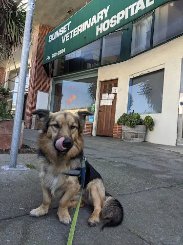 Pet vet Sunset Veterinary Hospital San Francisco