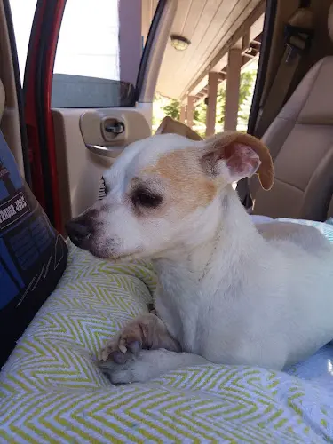 Dog trainer Carlsbad Pet & Feed Carlsbad