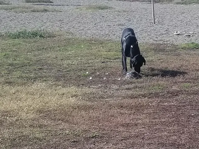 Dog walker Randall Park Yakima