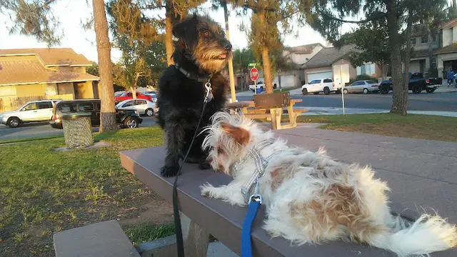 Dog walker Clay Park Jurupa Valley