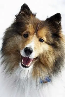 Dog day care center Wizard of Paws Rancho Cucamonga