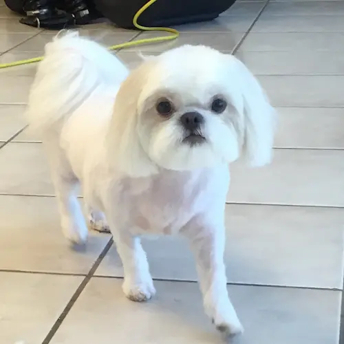 Dog Grooming Karen's Furbabies Dog Grooming Bakersfield