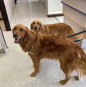 Pet vet Sacdermvet Sacramento