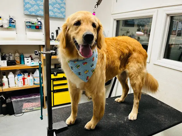 Dog day care center It's a Ruff Life Salem
