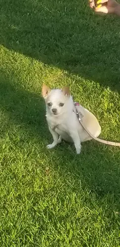 Dog walker Victory Park Long Beach