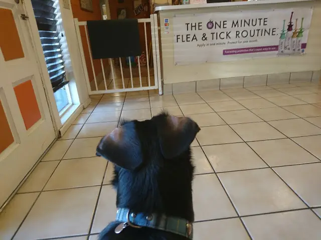 Pet vet Holiday Humane Society Clinic Burbank