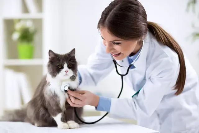 Dog day care center Santa Ana Veterinary Hospital Santa Ana