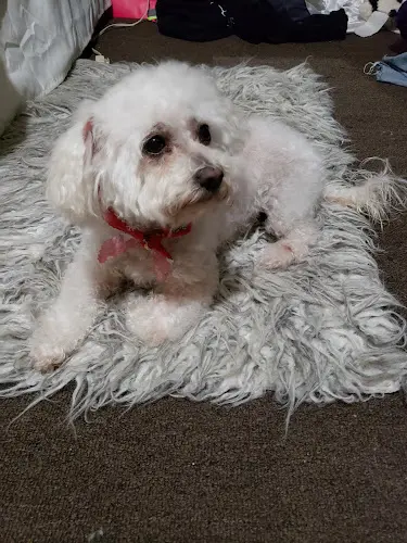 Dog Grooming Doggie Groom and Sit South Gate