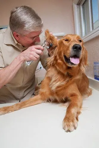 Pet vet Providence Veterinary Clinic - West Oakland