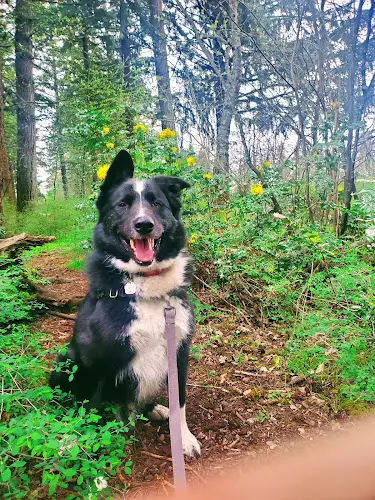 Dog trainer Paws Down Pets Dog Training Vancouver