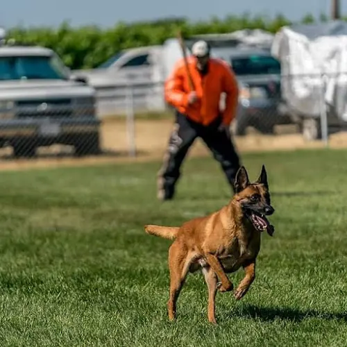 Dog trainer Barkeley K-9 University Hayward