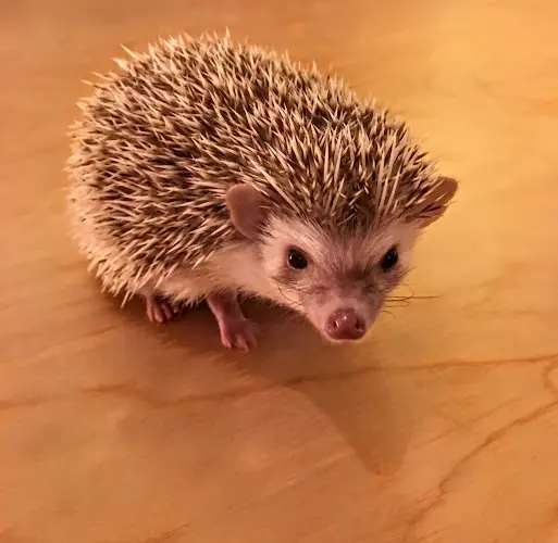 Dog breeder Hedgehog Garden Federal Way