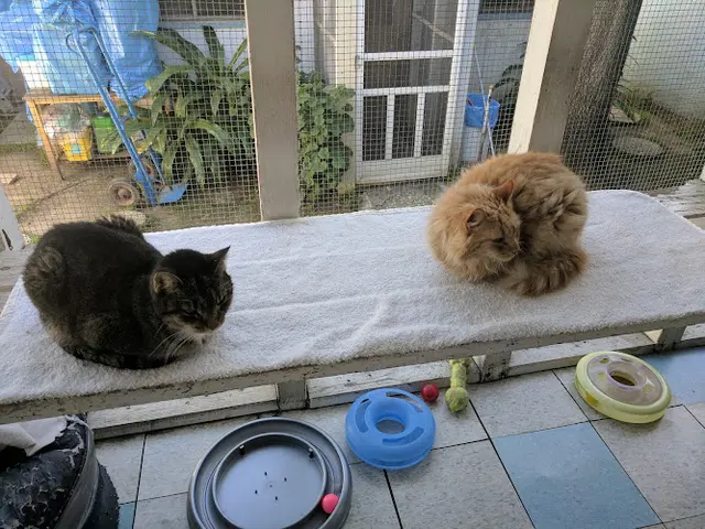 Rescue & Shelter Pet Pride Cat Shelter Fontana