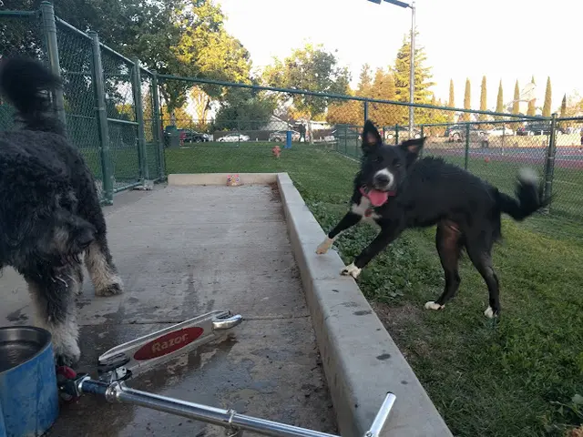 Dog Park Summerfield Park Sacramento