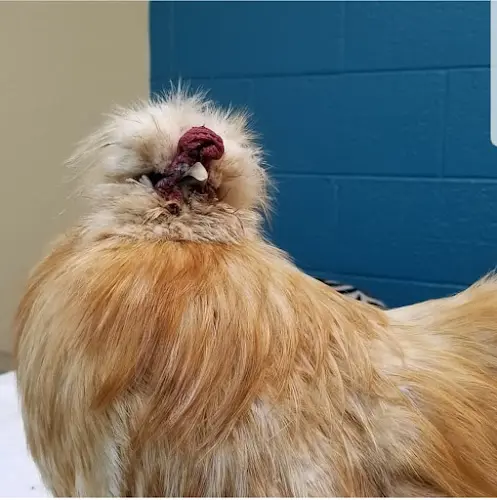 Pet vet Avian & Exotic Animal Hospital, Jeffrey R. Jenkins, DVM San Diego