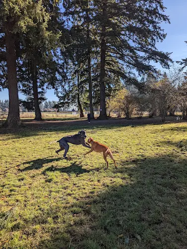 Dog Park Pacific Community Park Vancouver