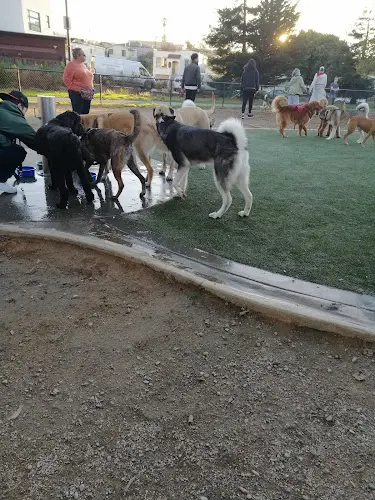 Rescue & Shelter Centennial Dog Park Daly City