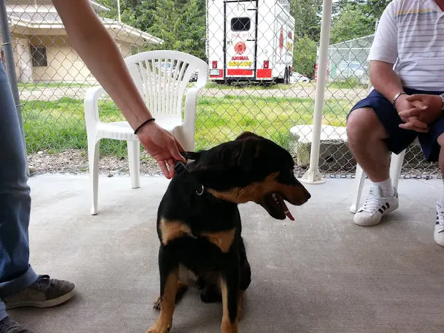 Dog breeder Kitsap Humane Society Federal Way