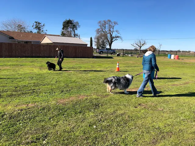 Dog trainer K-9 S.O.S. Dog Training Sacramento