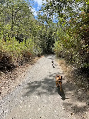 Dog Park Sullivan Canyon Park Santa Monica