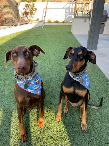 Dog trainer Just Fur Paws Mission Viejo