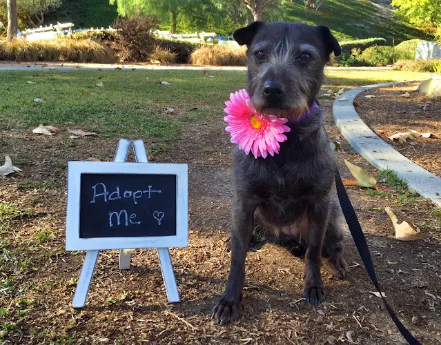 Dog breeder Mission Viejo Animal Services Center Mission Viejo