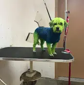 Pet vet Airport west animal clinic that groomer guy Yakima