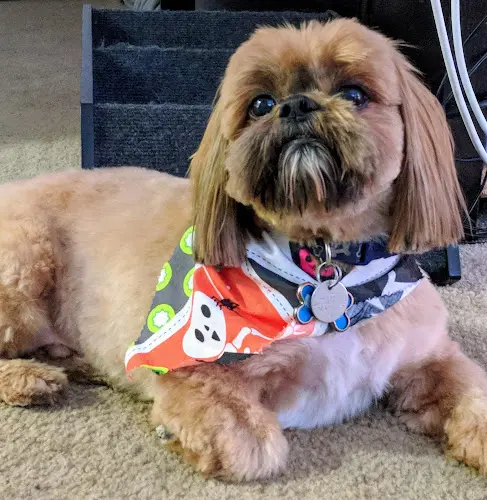 Dog Grooming Groomingdale's - Pet Grooming Palmdale