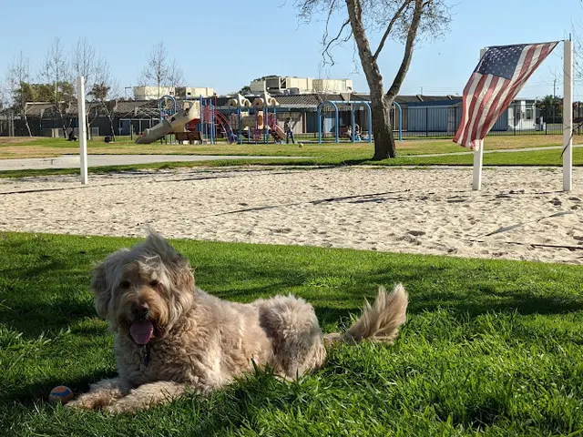 Dog Park Golden View Park Huntington Beach