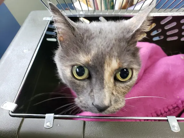Rescue & Shelter Feline Medical Clinic Vancouver