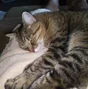 Pet vet Hermosa Animal Hospital: Overturf Kimberley DVM Torrance