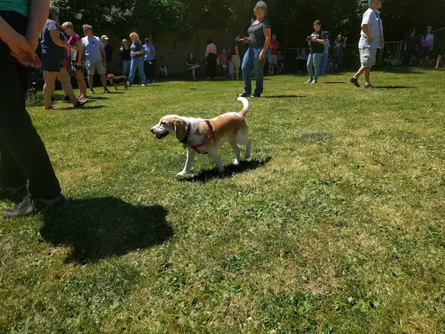 Dog trainer Academy of Canine Behavior Seattle